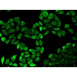 Immunofluorescence - RAF1 Antibody from Signalway Antibody (32022) - Antibodies.com