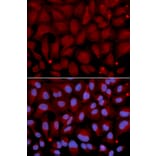 Immunofluorescence - BCHE Antibody from Signalway Antibody (32284) - Antibodies.com