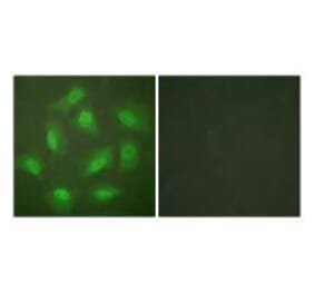 Immunofluorescence - JAB1 Antibody from Signalway Antibody (33411) - Antibodies.com