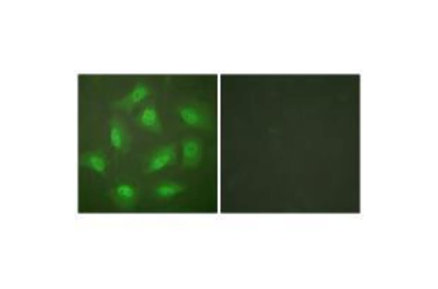 Immunofluorescence - JAB1 Antibody from Signalway Antibody (33411) - Antibodies.com