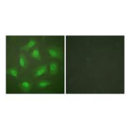 Immunofluorescence - JAB1 Antibody from Signalway Antibody (33411) - Antibodies.com