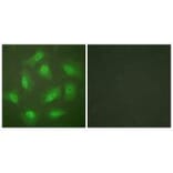 Immunofluorescence - JAB1 Antibody from Signalway Antibody (33411) - Antibodies.com