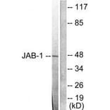 Western blot - JAB1 Antibody from Signalway Antibody (33411) - Antibodies.com