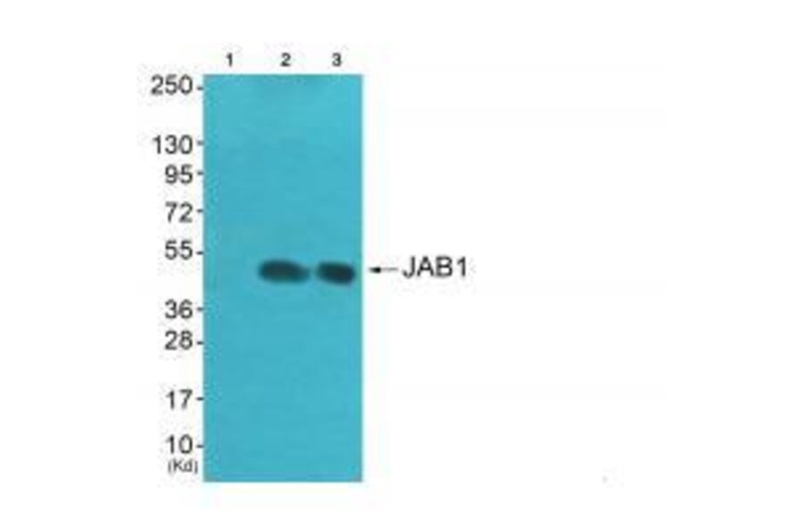 Western blot - JAB1 Antibody from Signalway Antibody (33411) - Antibodies.com