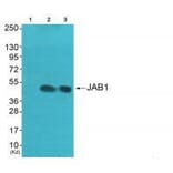 Western blot - JAB1 Antibody from Signalway Antibody (33411) - Antibodies.com