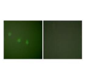 Immunofluorescence - OCT2 Antibody from Signalway Antibody (33453) - Antibodies.com