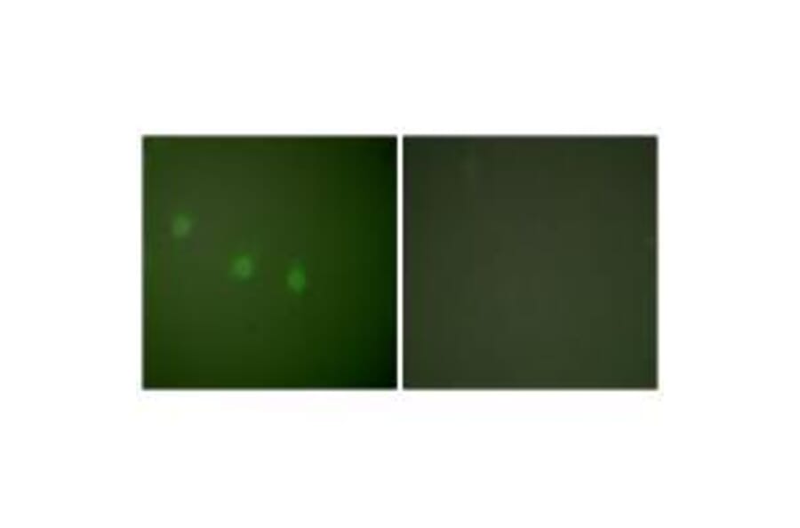 Immunofluorescence - OCT2 Antibody from Signalway Antibody (33453) - Antibodies.com