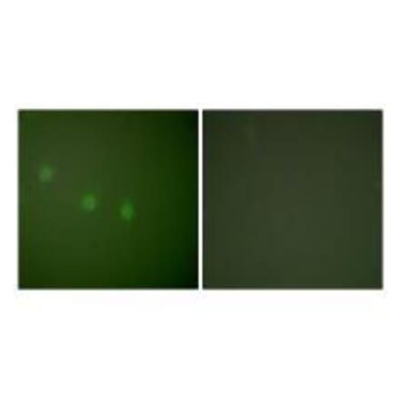 Immunofluorescence - OCT2 Antibody from Signalway Antibody (33453) - Antibodies.com