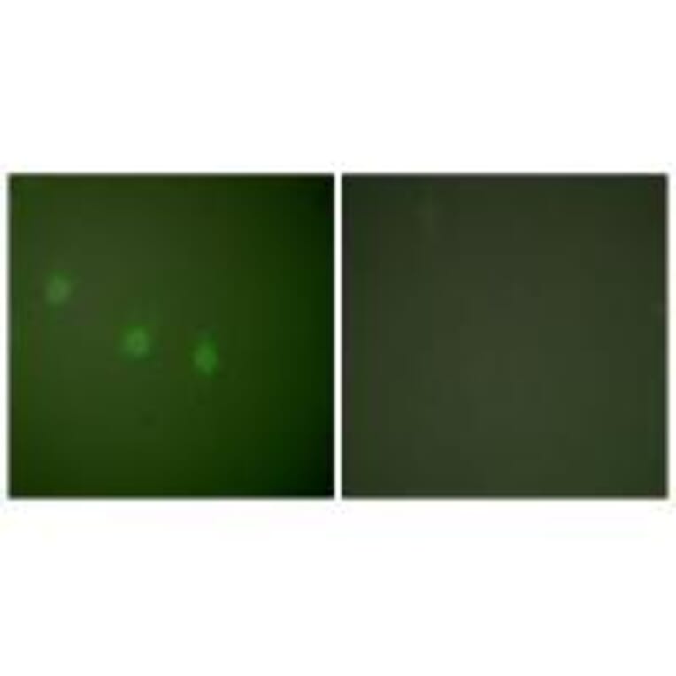 Immunofluorescence - OCT2 Antibody from Signalway Antibody (33453) - Antibodies.com