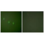 Immunofluorescence - OCT2 Antibody from Signalway Antibody (33453) - Antibodies.com