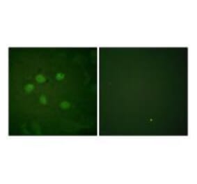 Immunofluorescence - AOS1 Antibody from Signalway Antibody (33506) - Antibodies.com
