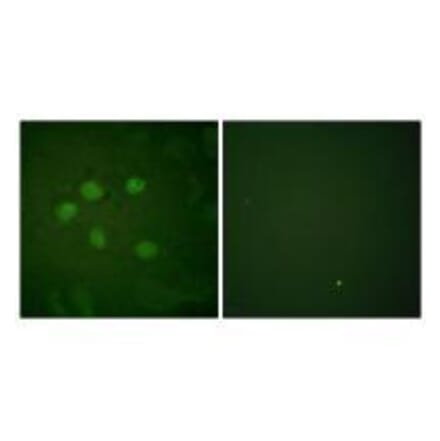 Immunofluorescence - AOS1 Antibody from Signalway Antibody (33506) - Antibodies.com