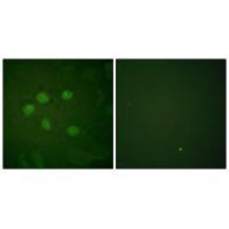Immunofluorescence - AOS1 Antibody from Signalway Antibody (33506) - Antibodies.com
