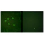 Immunofluorescence - AOS1 Antibody from Signalway Antibody (33506) - Antibodies.com