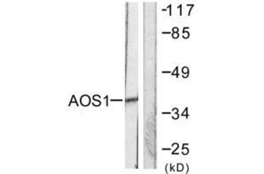 Western blot - AOS1 Antibody from Signalway Antibody (33506) - Antibodies.com