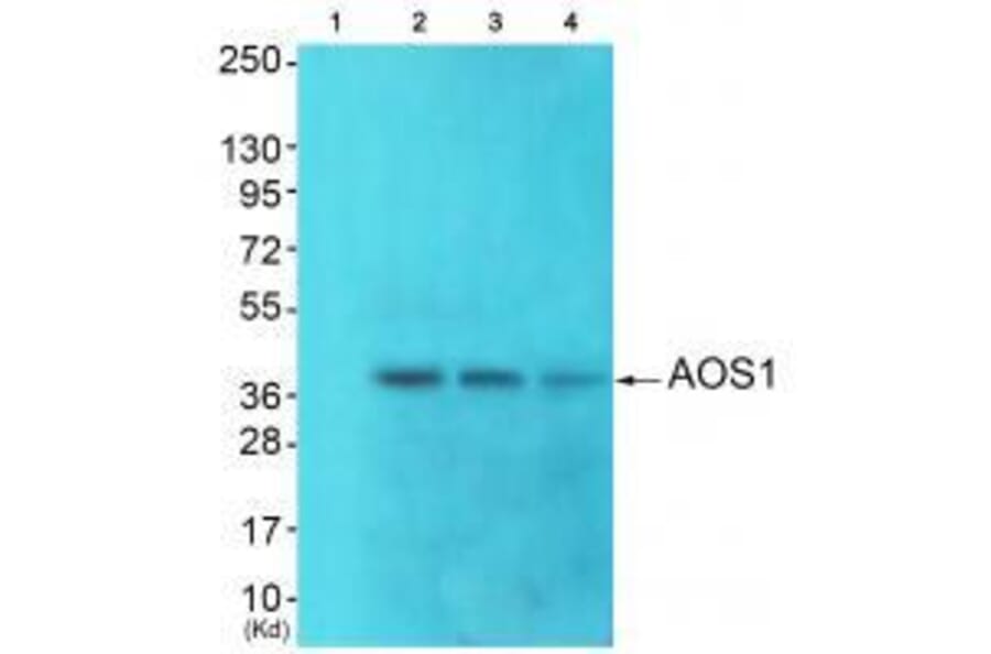 Western blot - AOS1 Antibody from Signalway Antibody (33506) - Antibodies.com