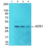 Western blot - AOS1 Antibody from Signalway Antibody (33506) - Antibodies.com