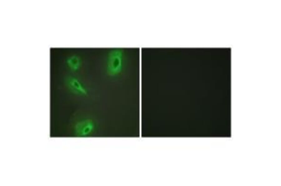 Immunofluorescence - BCKD Antibody from Signalway Antibody (33570) - Antibodies.com