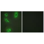 Immunofluorescence - BCKD Antibody from Signalway Antibody (33570) - Antibodies.com