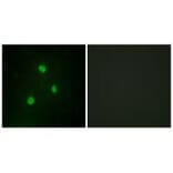 Immunofluorescence - TBX1 Antibody from Signalway Antibody (33584) - Antibodies.com