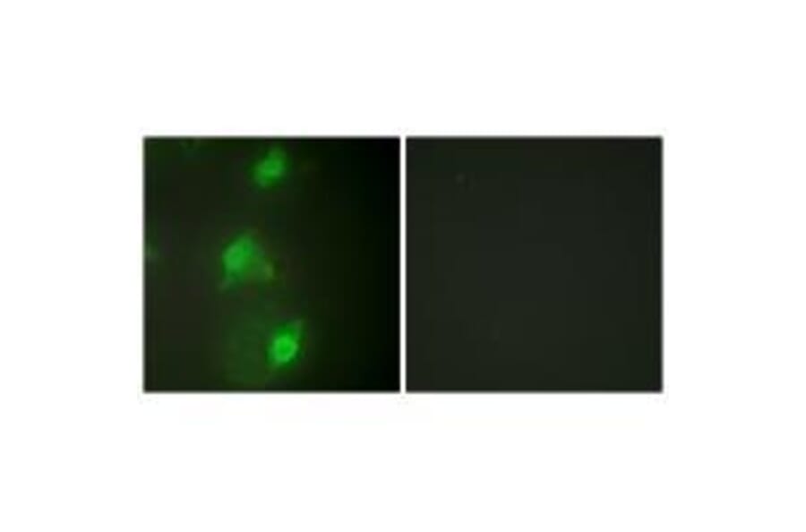 Immunofluorescence - AIRE Antibody from Signalway Antibody (33590) - Antibodies.com