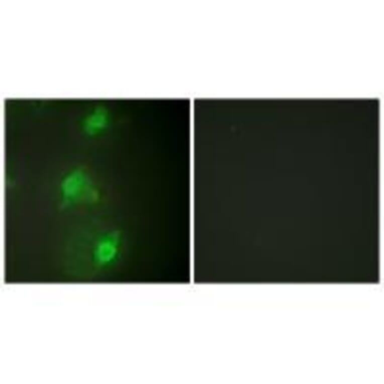 Immunofluorescence - AIRE Antibody from Signalway Antibody (33590) - Antibodies.com