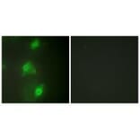 Immunofluorescence - AIRE Antibody from Signalway Antibody (33590) - Antibodies.com