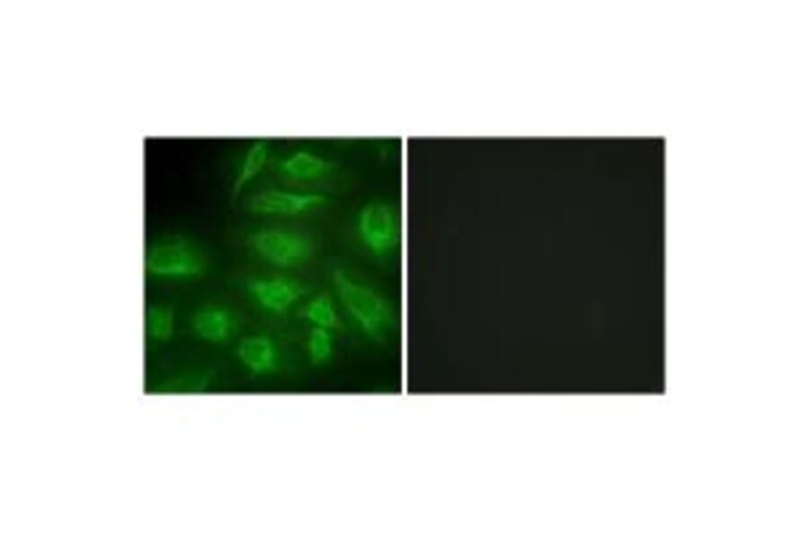 Immunofluorescence - DGKI Antibody from Signalway Antibody (33619) - Antibodies.com