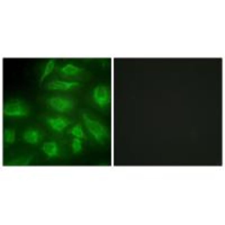 Immunofluorescence - DGKI Antibody from Signalway Antibody (33619) - Antibodies.com