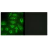 Immunofluorescence - DGKI Antibody from Signalway Antibody (33619) - Antibodies.com