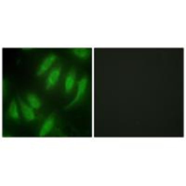Immunofluorescence - HES7 Antibody from Signalway Antibody (33624) - Antibodies.com