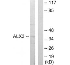 Western blot - ALX3 Antibody from Signalway Antibody (33625) - Antibodies.com