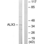 Western blot - ALX3 Antibody from Signalway Antibody (33625) - Antibodies.com