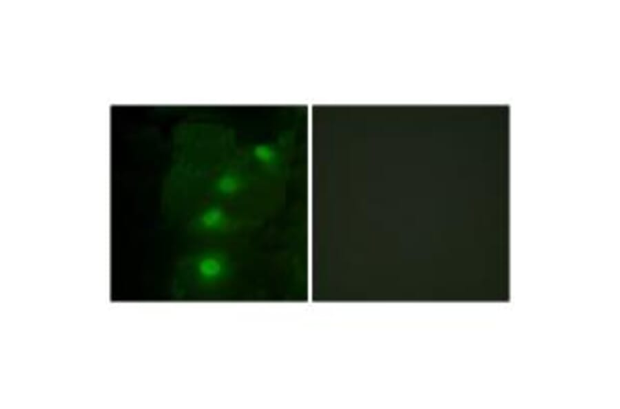 Immunofluorescence - ALX3 Antibody from Signalway Antibody (33625) - Antibodies.com