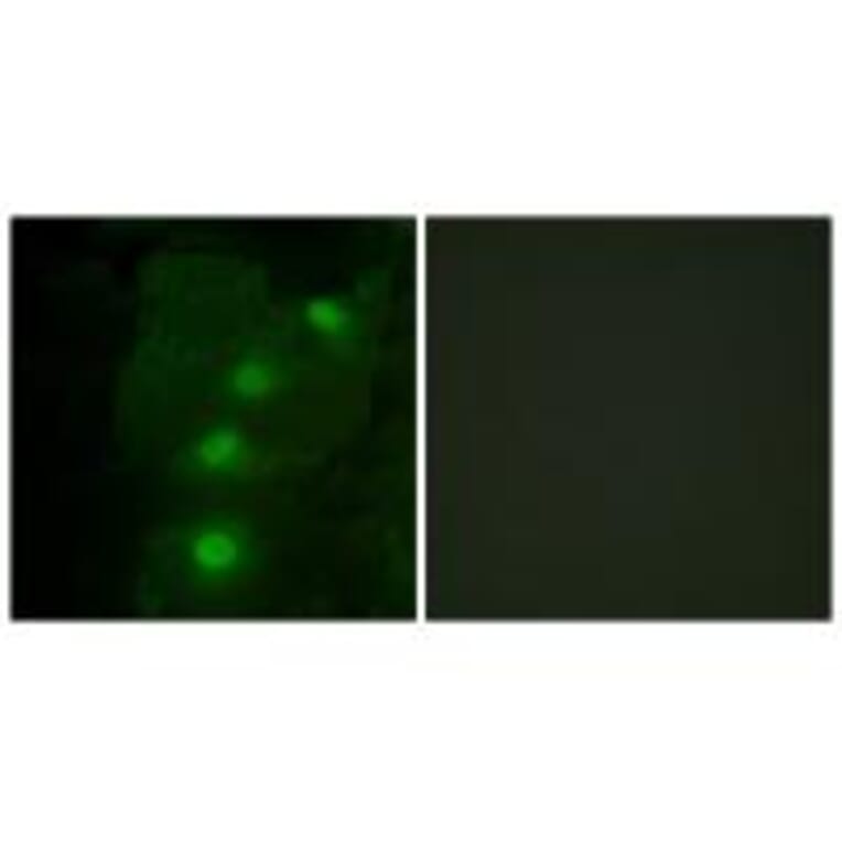 Immunofluorescence - ALX3 Antibody from Signalway Antibody (33625) - Antibodies.com