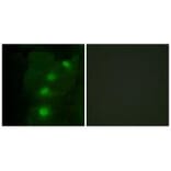 Immunofluorescence - ALX3 Antibody from Signalway Antibody (33625) - Antibodies.com