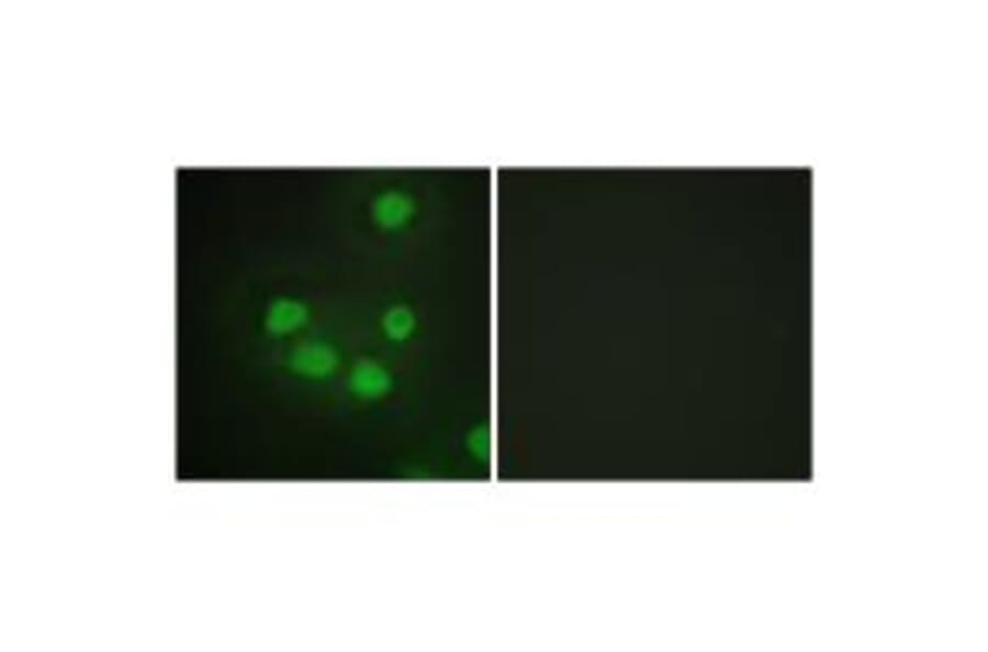 Immunofluorescence - SIX6 Antibody from Signalway Antibody (33634) - Antibodies.com