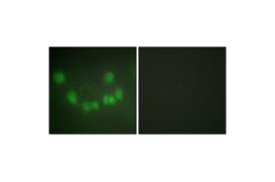 Immunofluorescence - CDC2 Antibody from Signalway Antibody (33653) - Antibodies.com