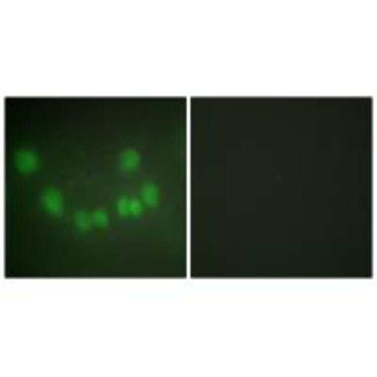 Immunofluorescence - CDC2 Antibody from Signalway Antibody (33653) - Antibodies.com