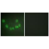 Immunofluorescence - CDC2 Antibody from Signalway Antibody (33653) - Antibodies.com