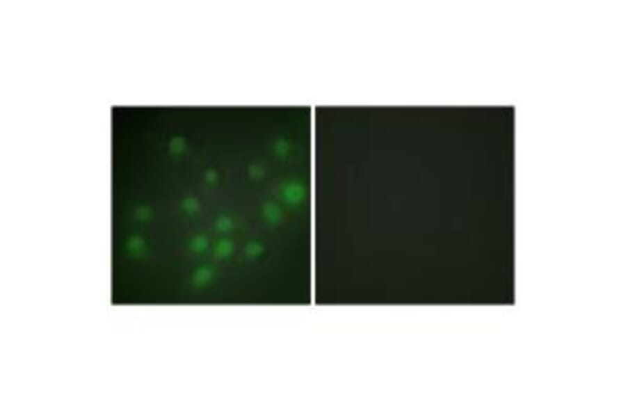 Immunofluorescence - HKR1 Antibody from Signalway Antibody (33666) - Antibodies.com