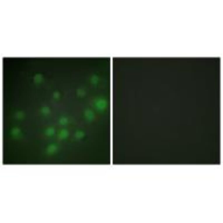 Immunofluorescence - HKR1 Antibody from Signalway Antibody (33666) - Antibodies.com