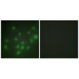 Immunofluorescence - HKR1 Antibody from Signalway Antibody (33666) - Antibodies.com