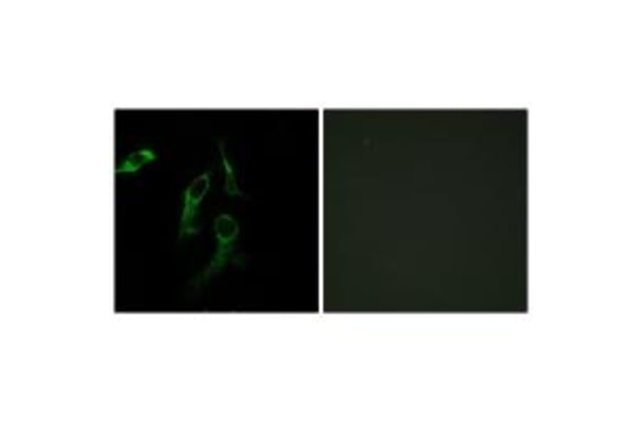 Immunofluorescence - HARS Antibody from Signalway Antibody (33673) - Antibodies.com