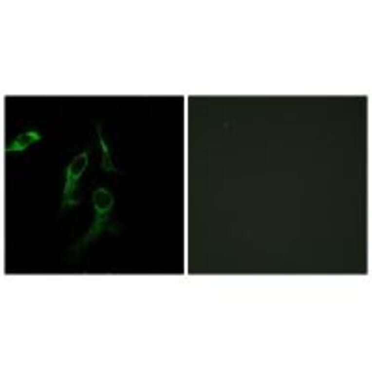 Immunofluorescence - HARS Antibody from Signalway Antibody (33673) - Antibodies.com