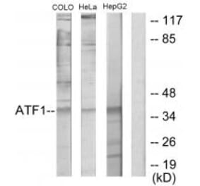 Western blot - ATF1 Antibody from Signalway Antibody (33703) - Antibodies.com