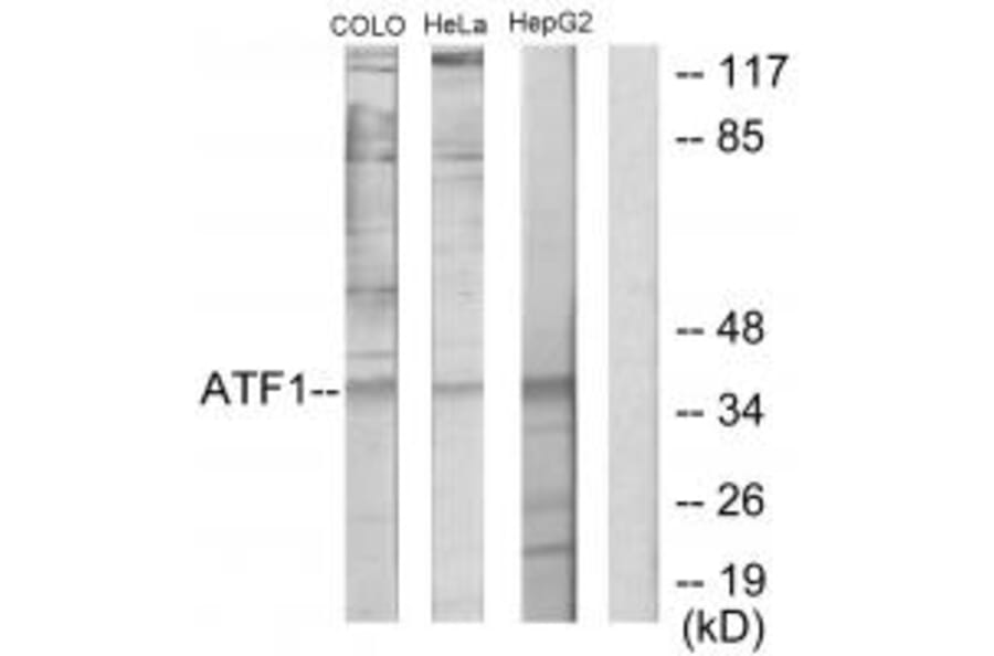 Western blot - ATF1 Antibody from Signalway Antibody (33703) - Antibodies.com