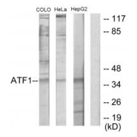 Western blot - ATF1 Antibody from Signalway Antibody (33703) - Antibodies.com