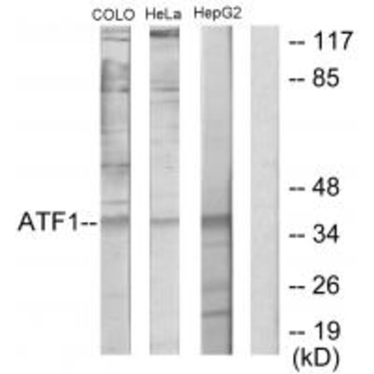 Western blot - ATF1 Antibody from Signalway Antibody (33703) - Antibodies.com