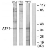 Western blot - ATF1 Antibody from Signalway Antibody (33703) - Antibodies.com